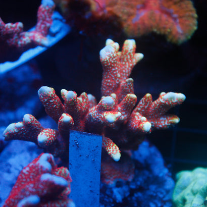 JC Stargazer Digitata Colony