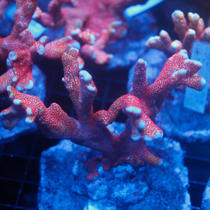 JC Blazin Digitata Colony