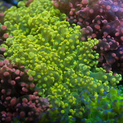 JC Neon Green Octo
