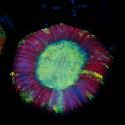 JC Rainbow Trachy