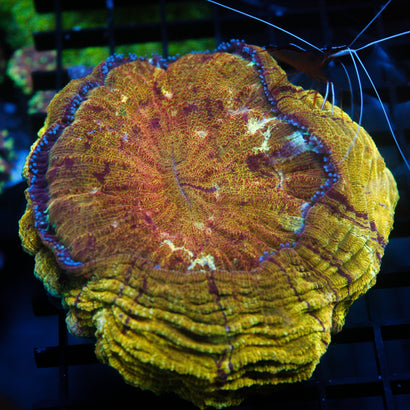 JC Ultra Acanthophyllia