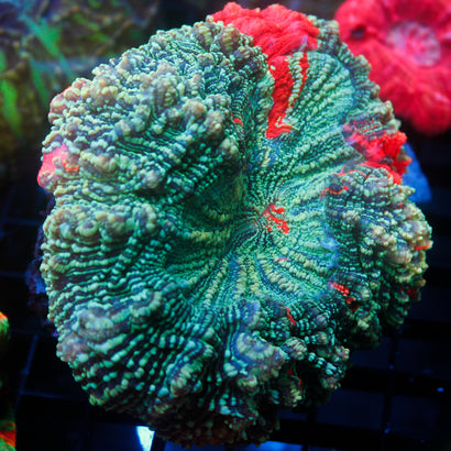 JC Ultra Acanthophyllia