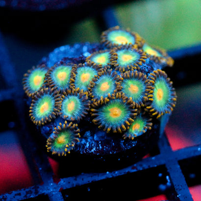 JC Saturn Zoanthid