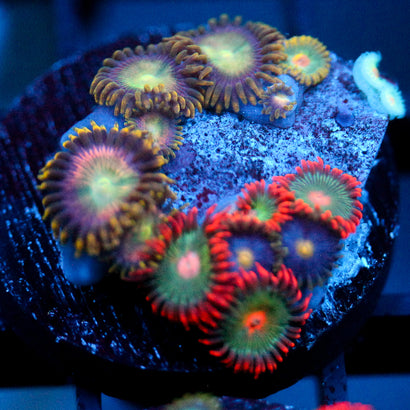 JC Tye Dye Reality Zoanthids Mix