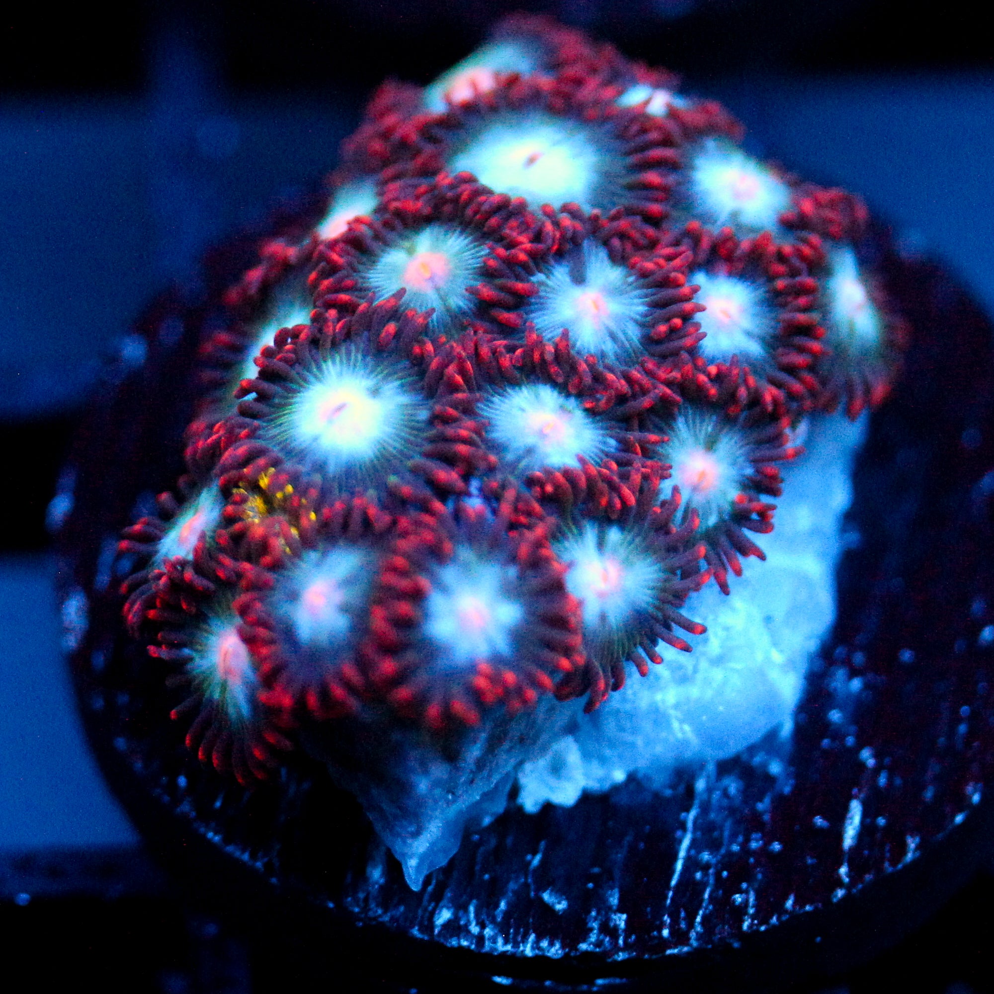 JC Nova Zoanthid Mix