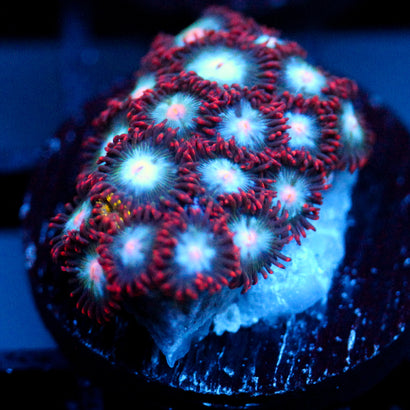 JC Nova Zoanthid Mix
