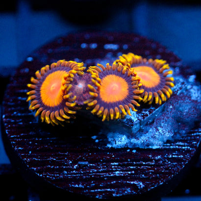 TSA Florida Orange Zoanthid (last one)
