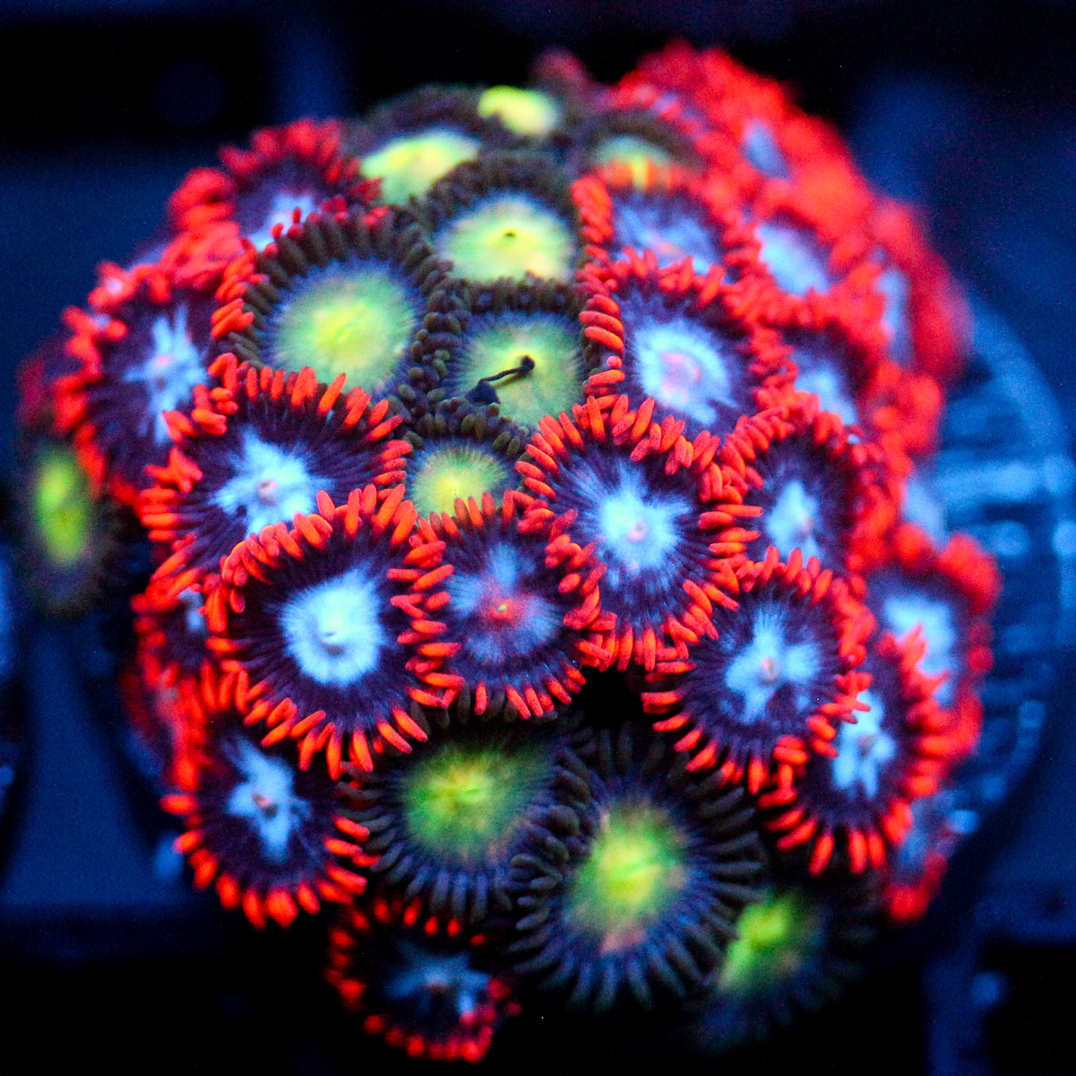 JC Edge of Reality Zoanthid Mix
