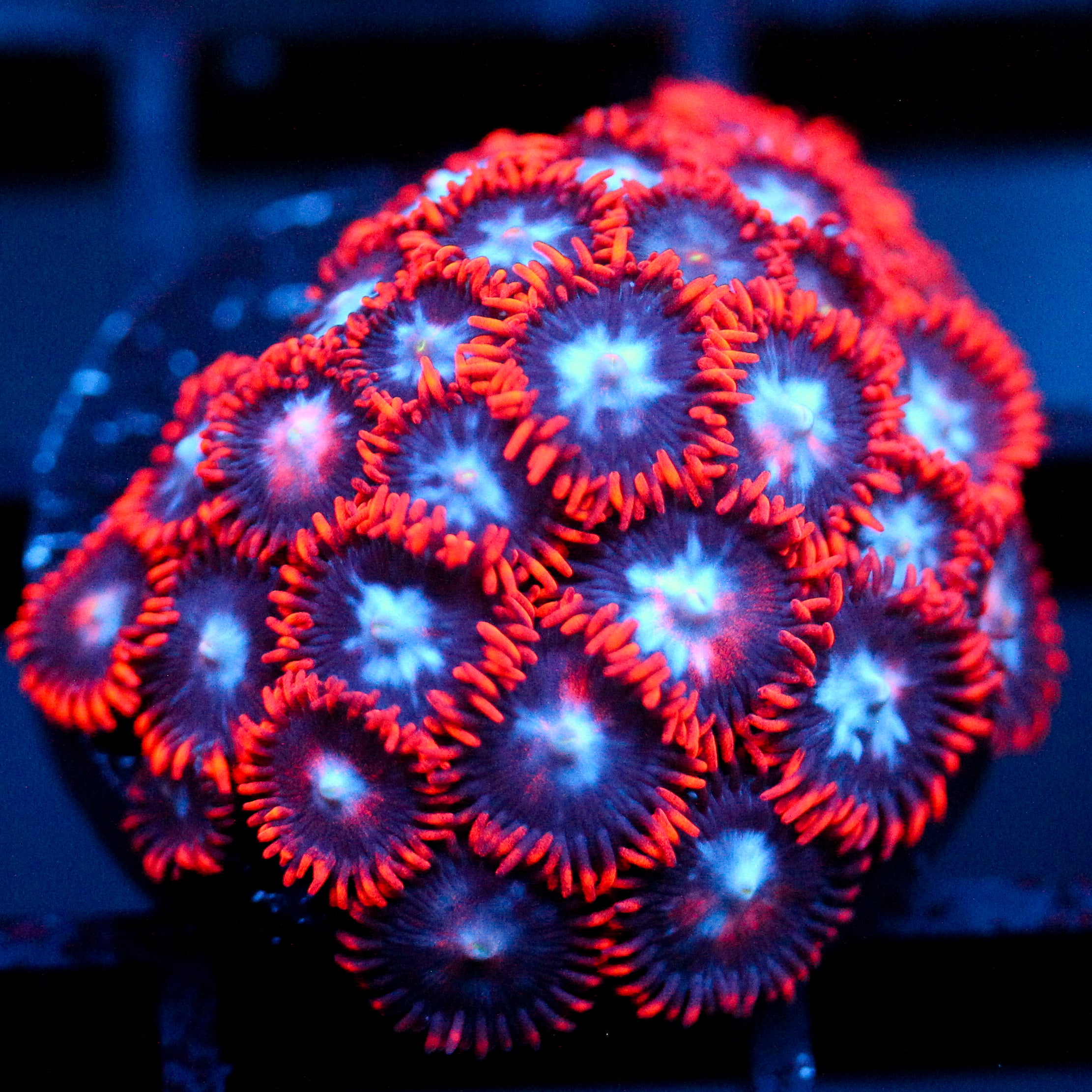 JC Edge of Reality Zoanthid