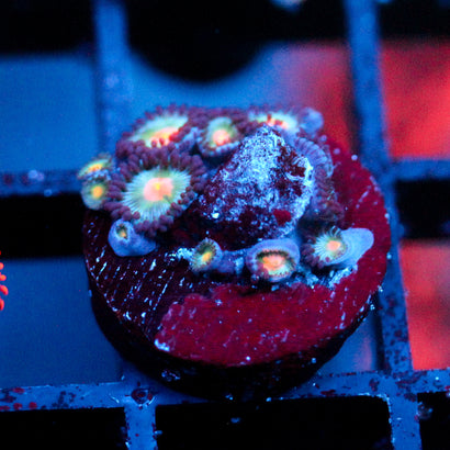 JC Blue Raven Zoanthid