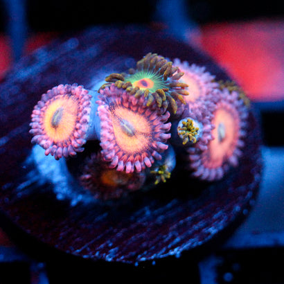 JC Mango Smoothie Zoanthid