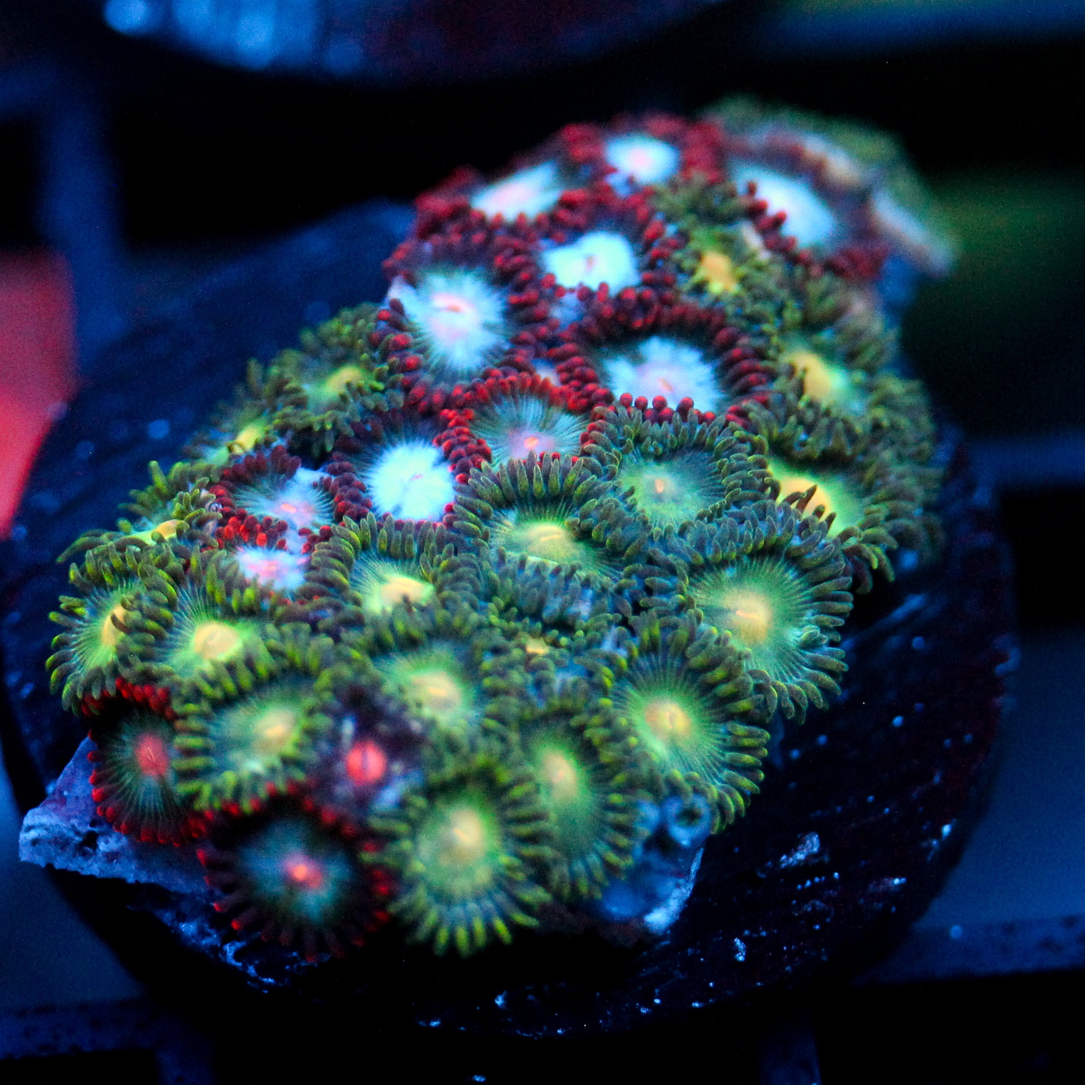 JC Meadows Zoanthid Mix
