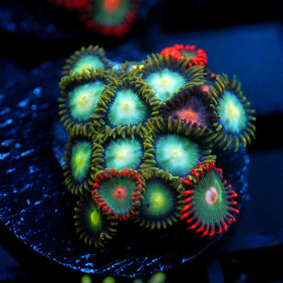 JC Birthstone Zoanthid Mix