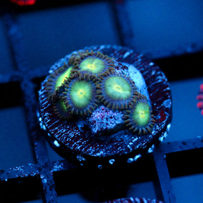 JC Birthstone Zoanthid