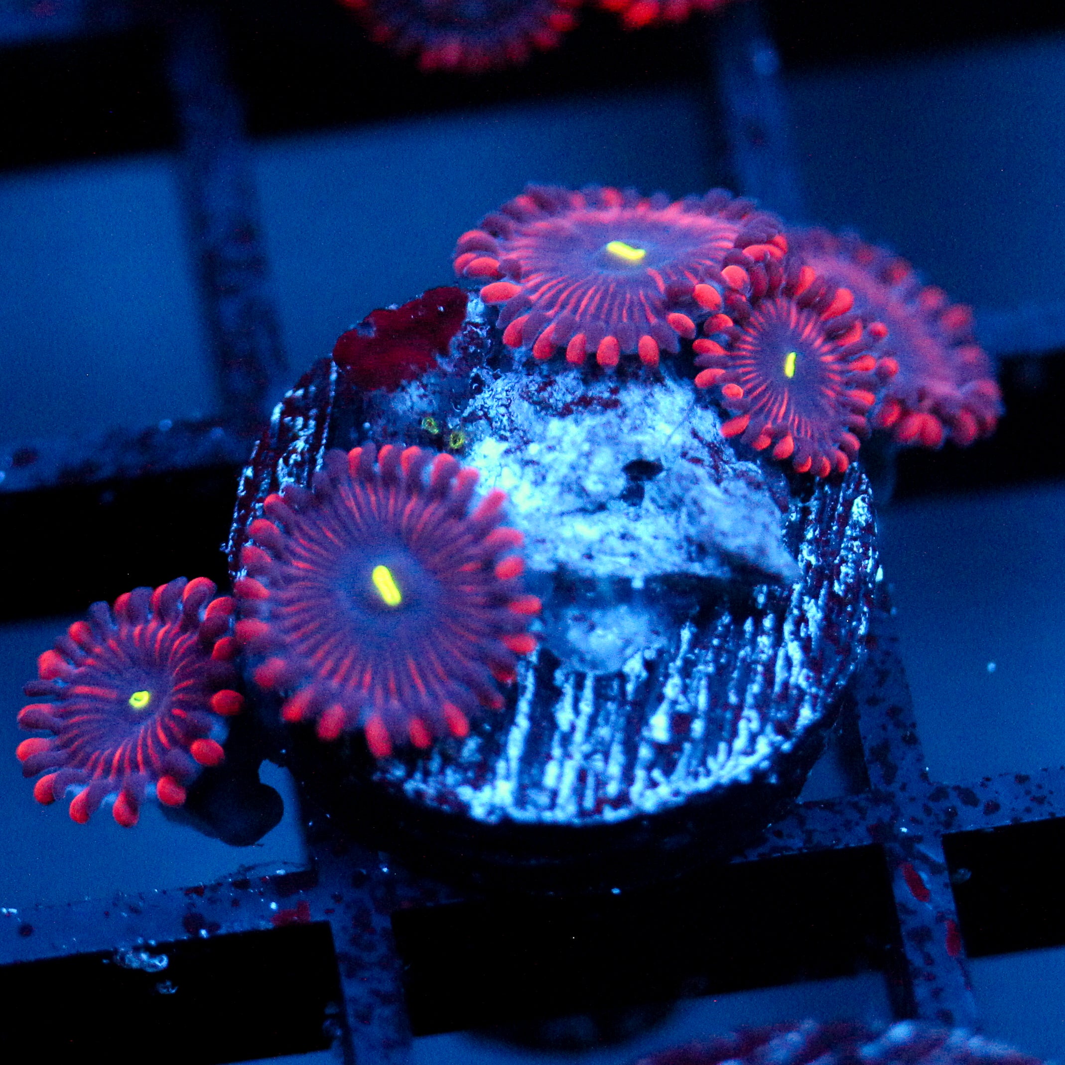 JC Purple People Eater Zoanthid