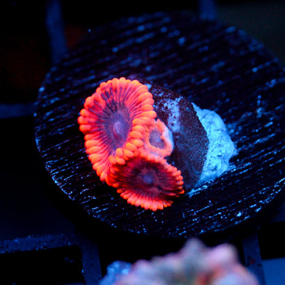 JC Utter Typhloshion Zoanthid