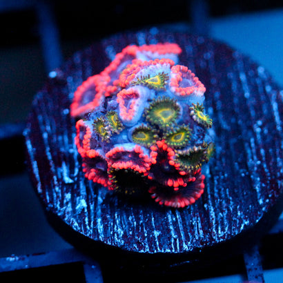 JC Typhloshion Zoanthid Mix