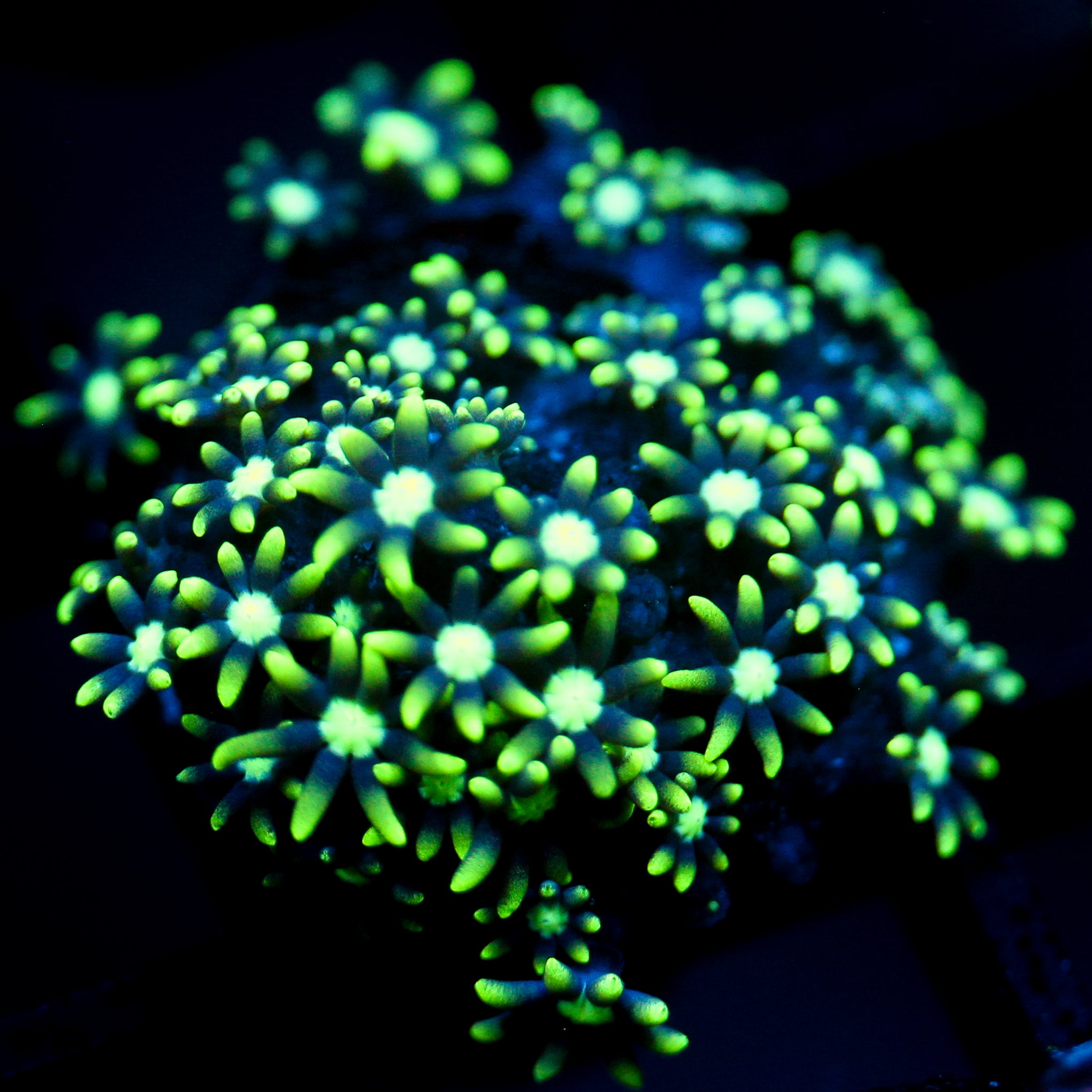 JC Star Polyp GSP