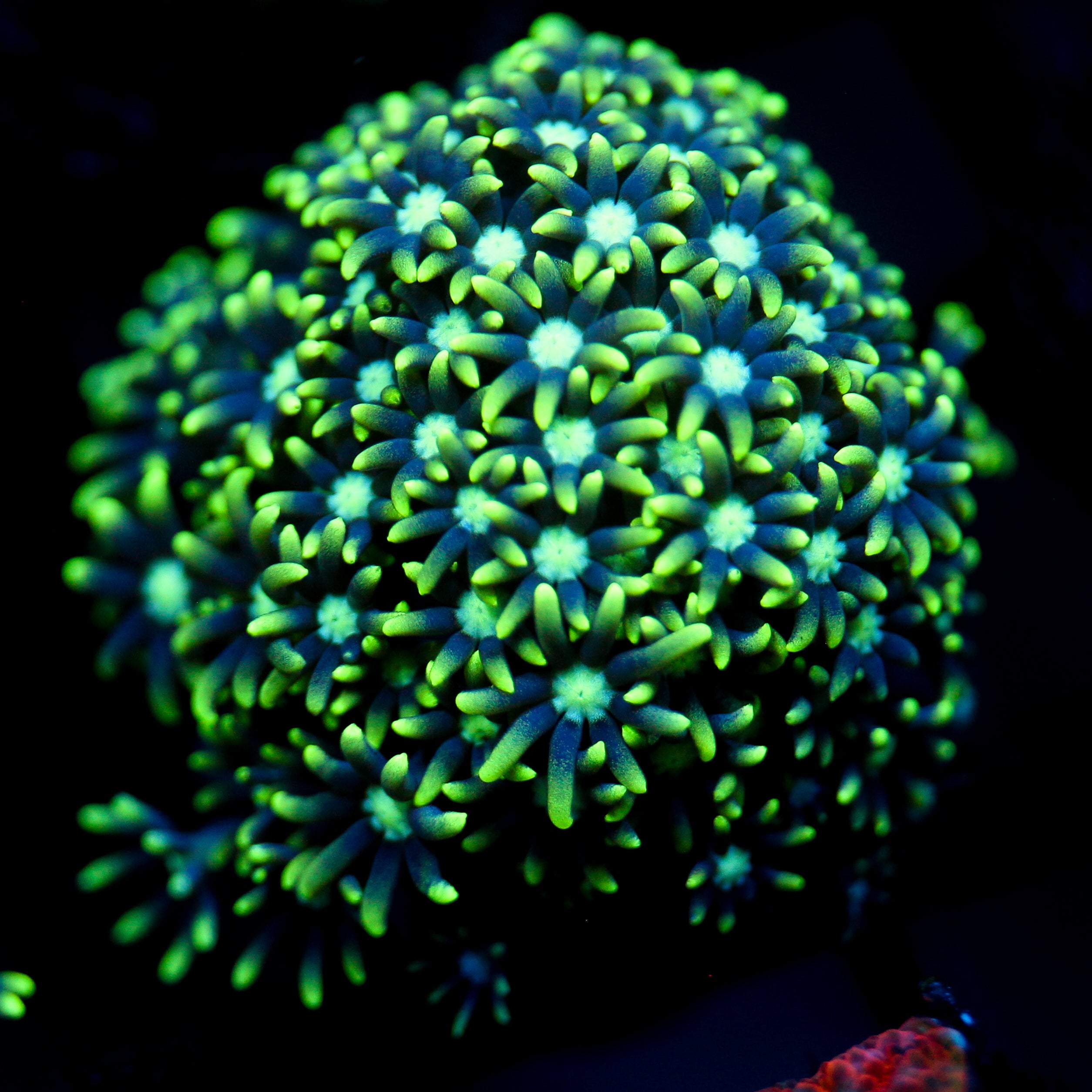 JC GSP