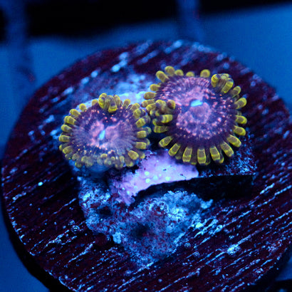 JC Purple Monster Zoanthid