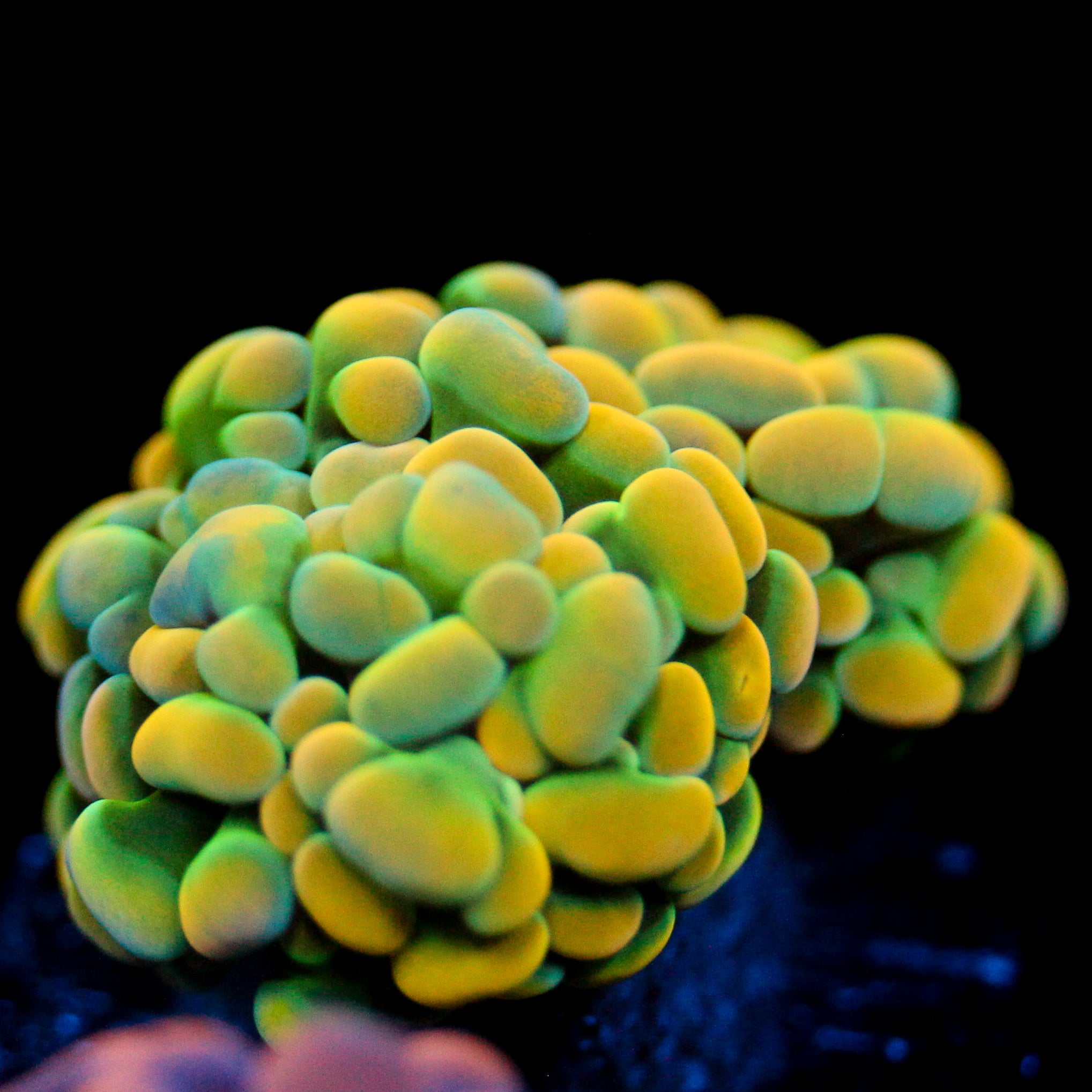 JC Rainbow Gold Hammer