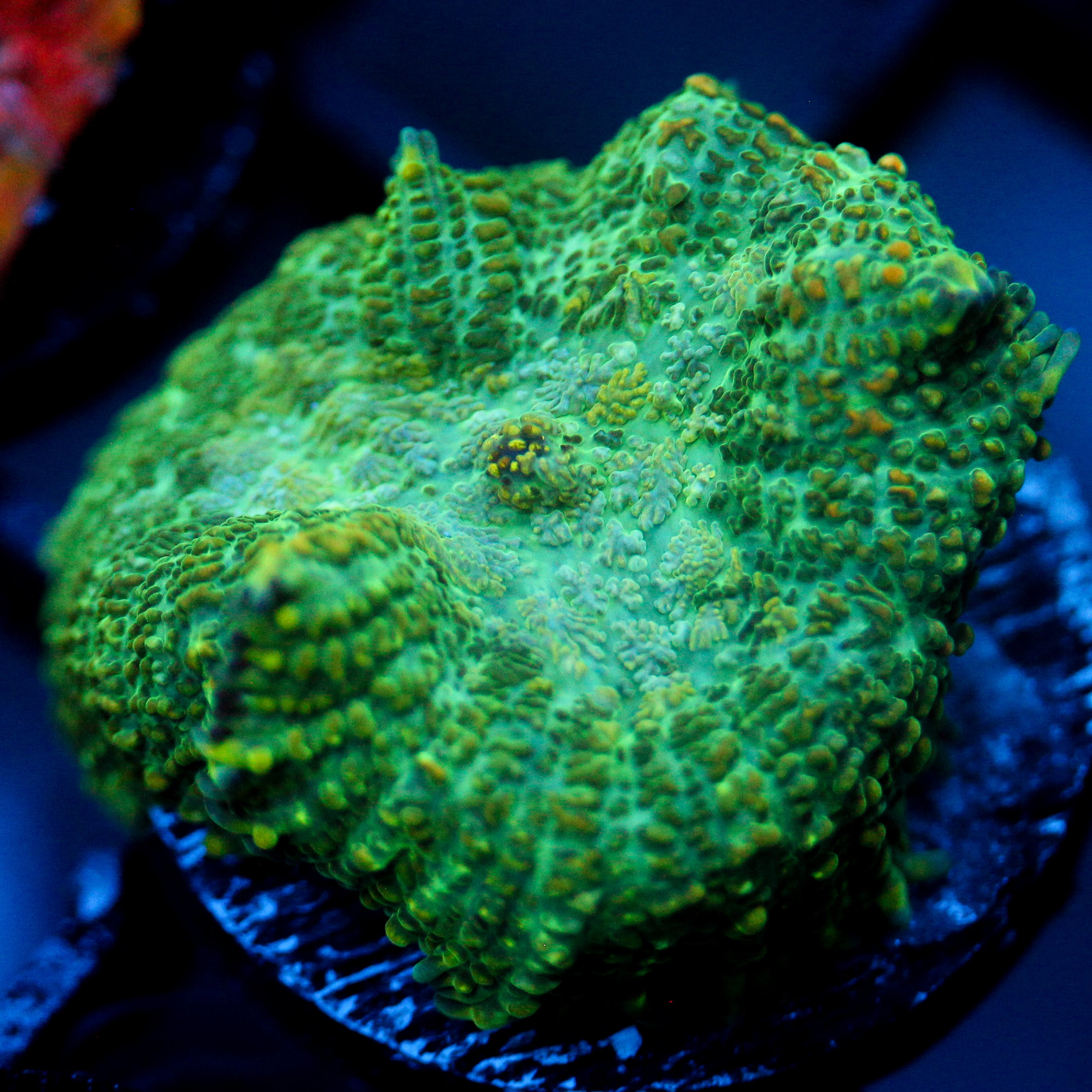 JC Lush Biome Rhodactis
