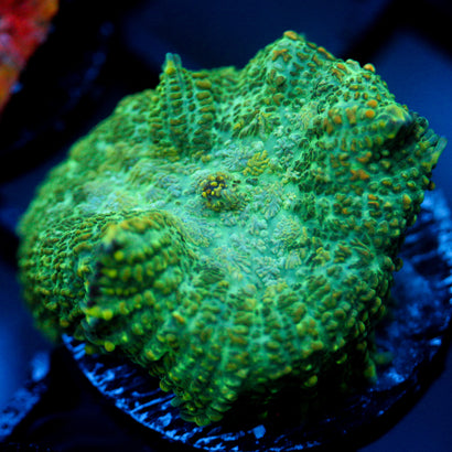 JC Lush Biome Rhodactis