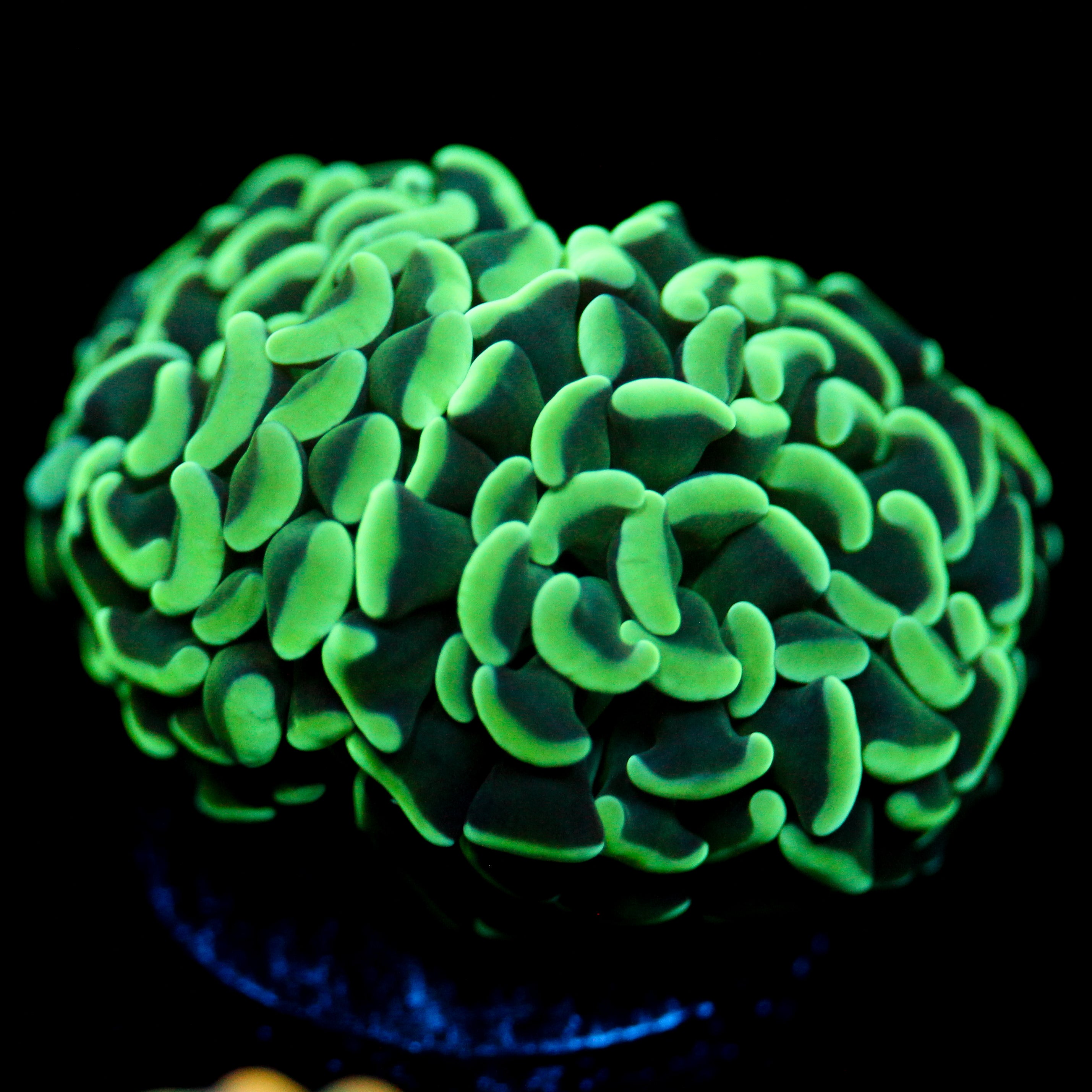 JC Irish Bouquet Hammer