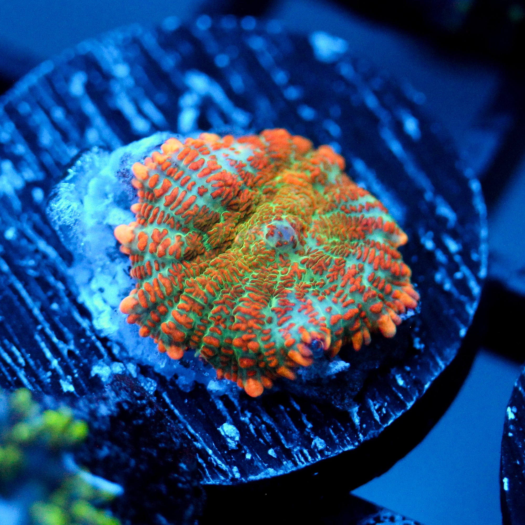 JC Orange Crush Rhodactis