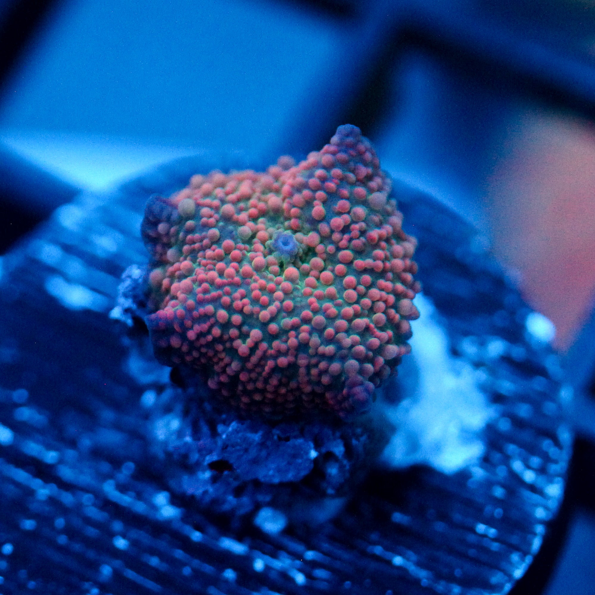 JC Pink Pimple Discosoma