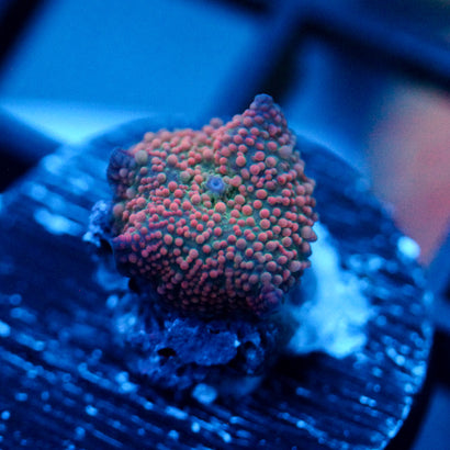 JC Pink Pimple Discosoma