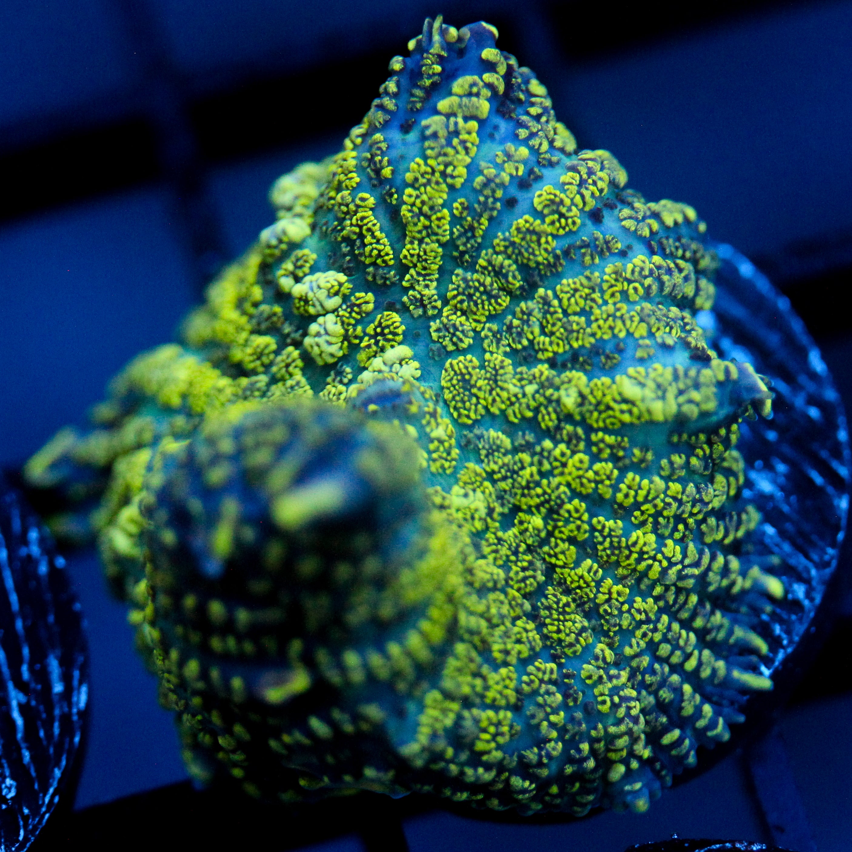 JC Uranium Fever Rhodactis