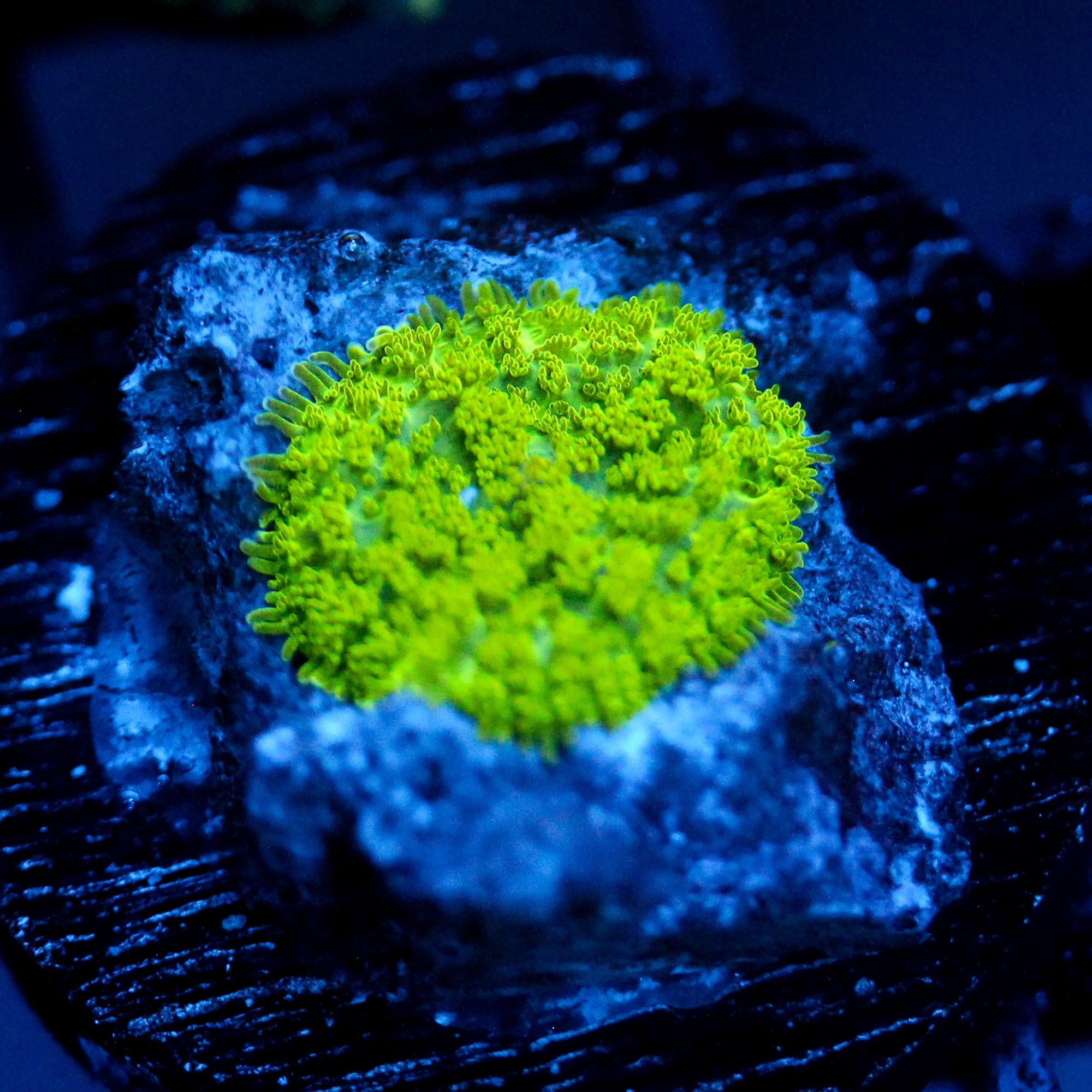 JC Neon Green Rhodactis