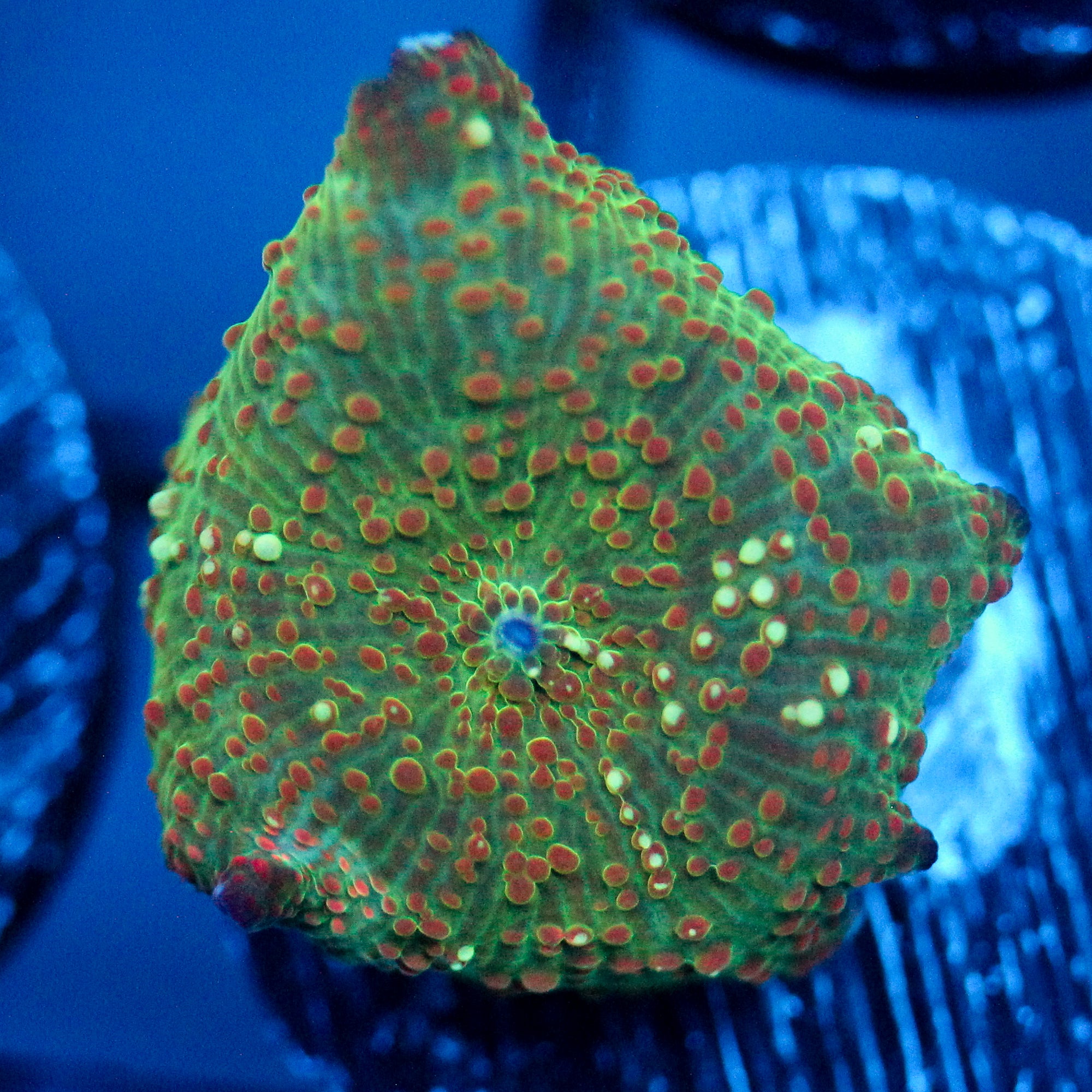 JC Stella Discosoma
