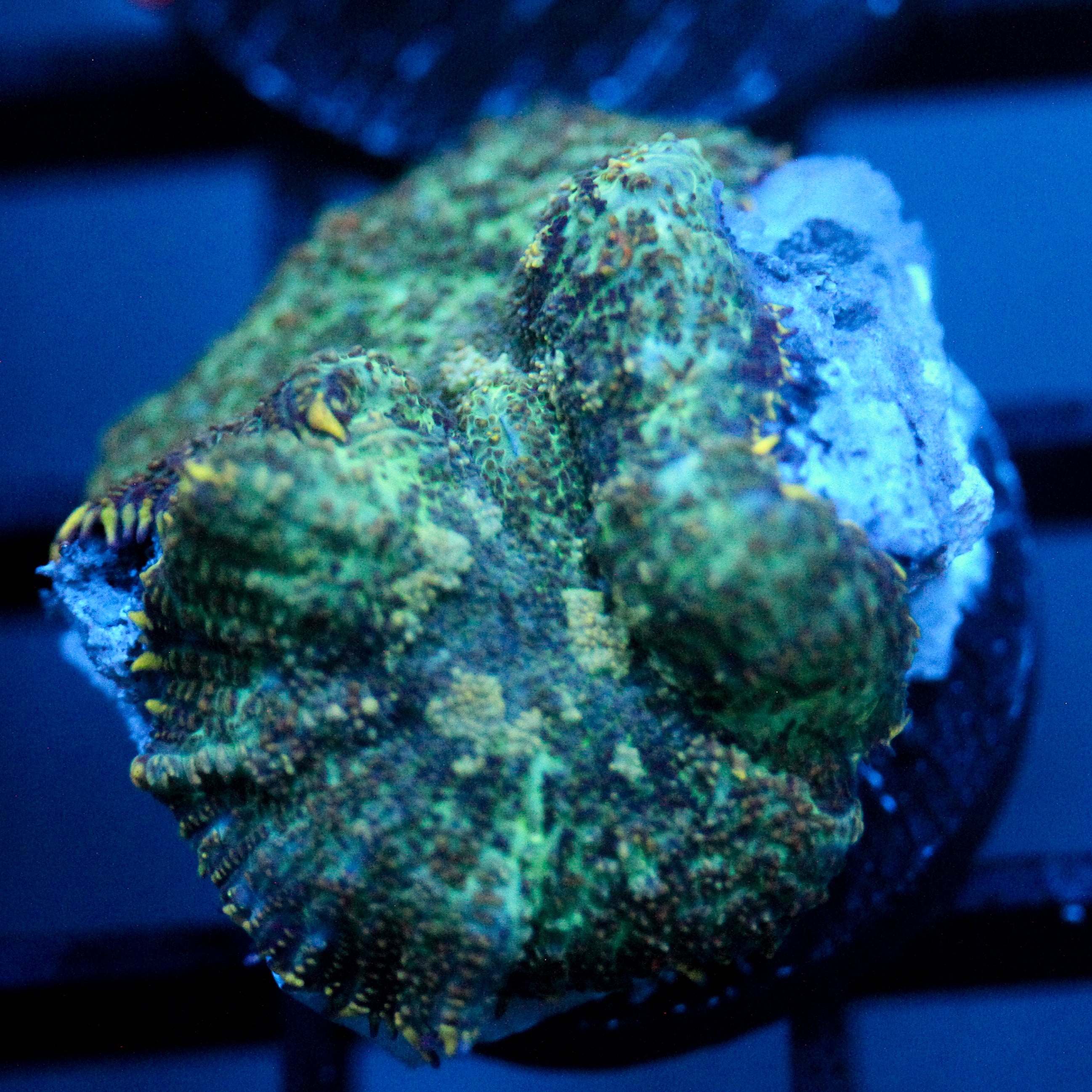JC Flipside Rhodactis