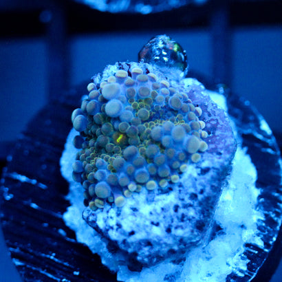 JC Blue Bubbles Yuma