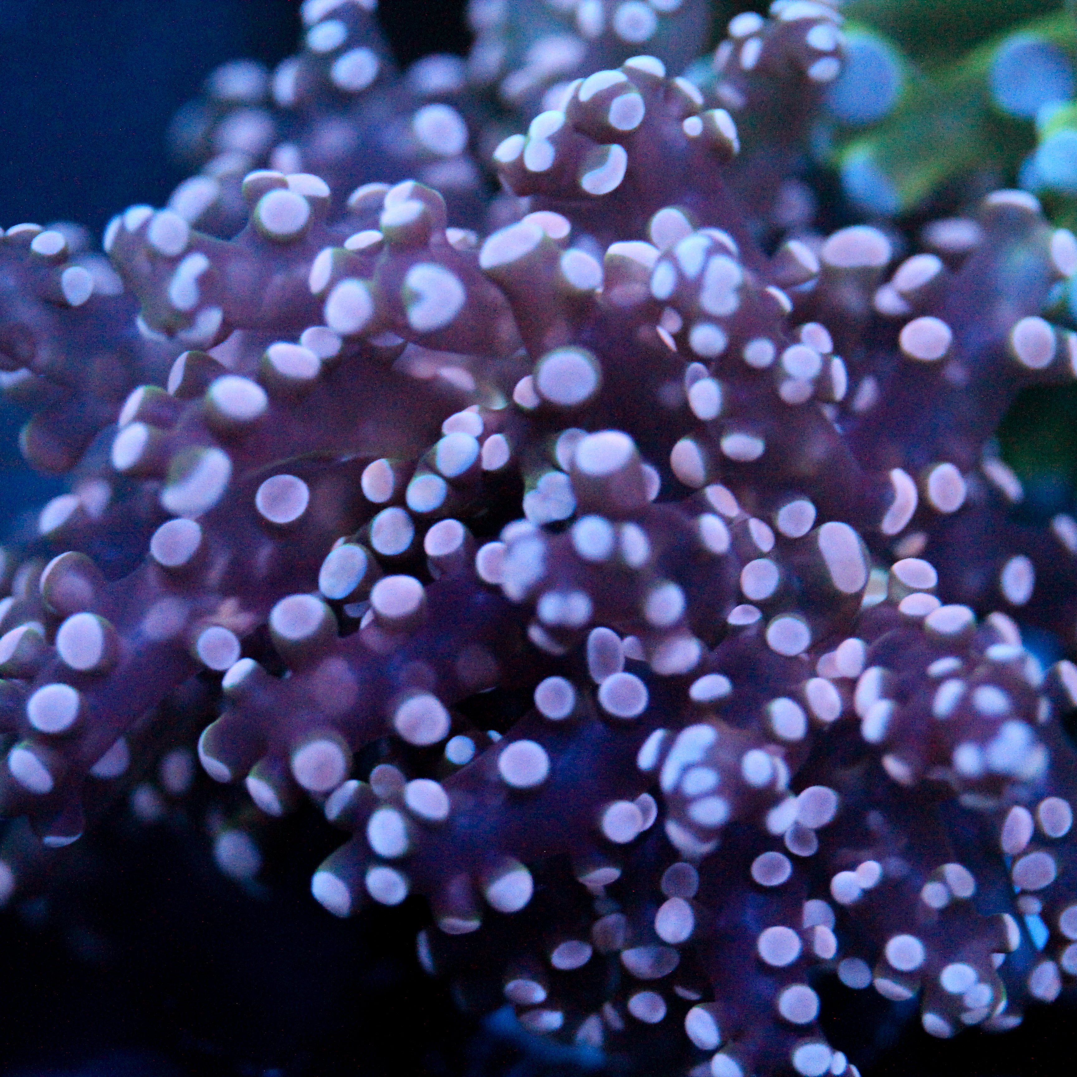 JC Pink Tip Octo