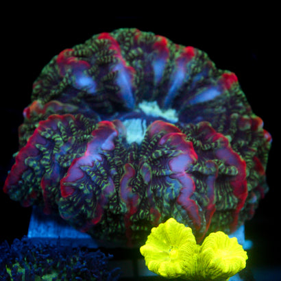 JC Toxic Plume Cynarina 3.5"+