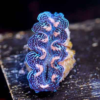 Ultra Crocea with Gold Filigree