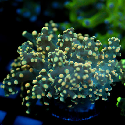 JC Orange Vibe Octo