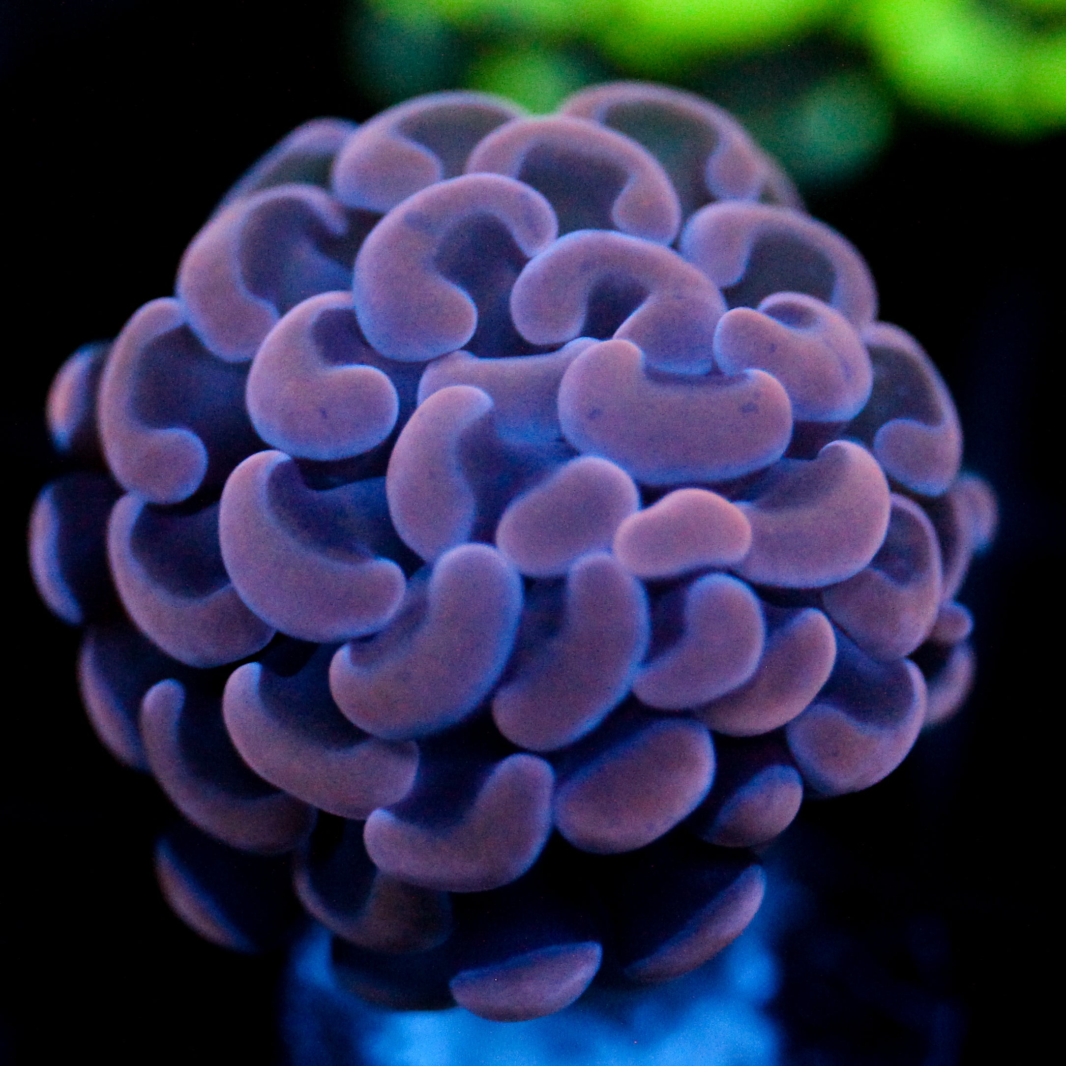 JC Purple Hammer