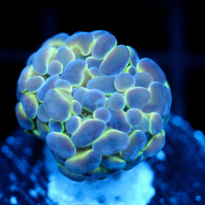 JC Hologram Hammer