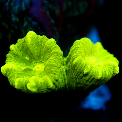 JC Neon Trumpet Coral