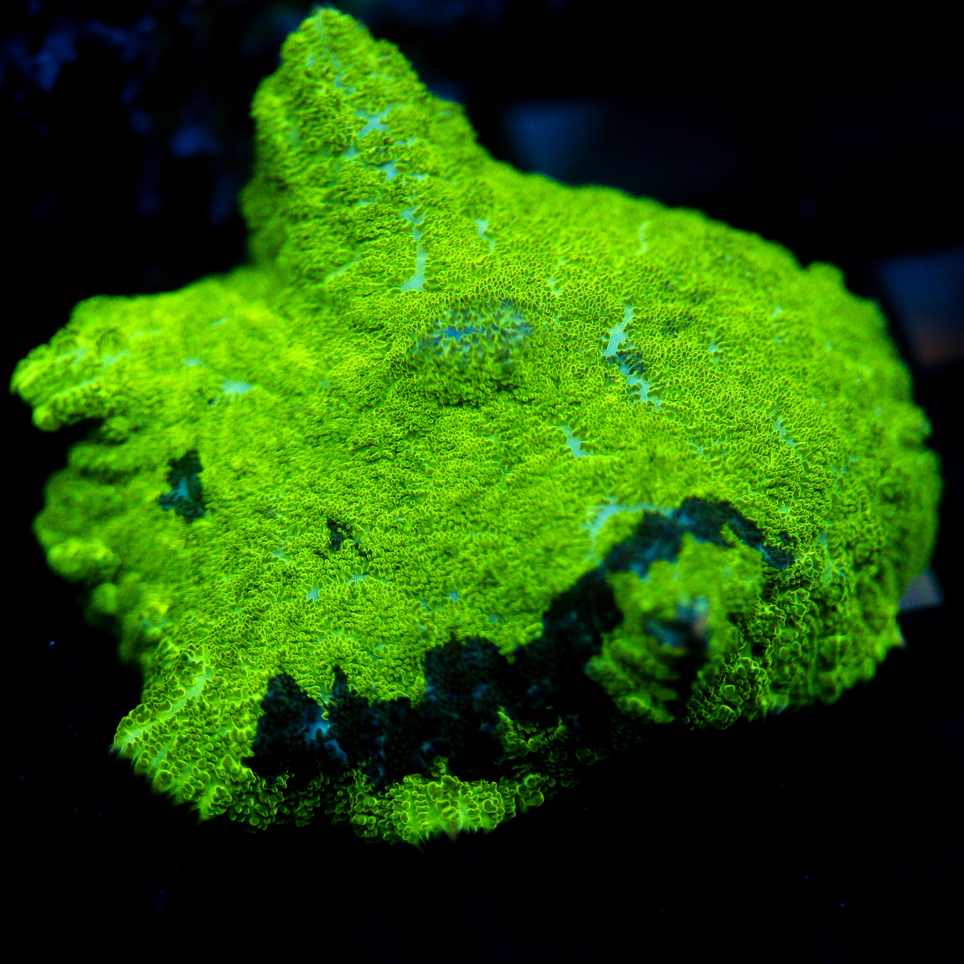 JC Kryptonite Rhodactis