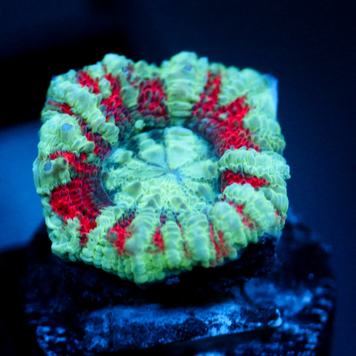 JC White Tiger Acan