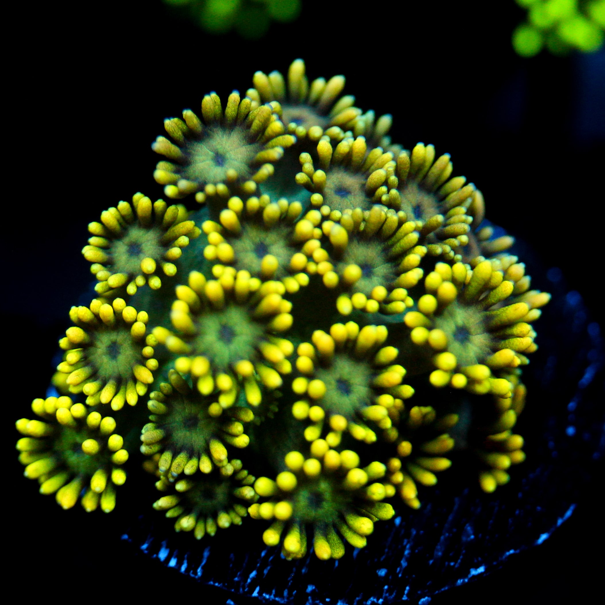 JC Yellow Freeze Goni (1/4)