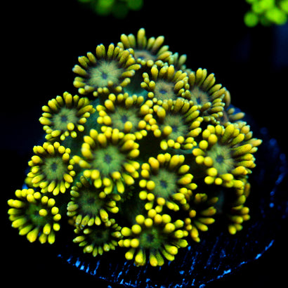 JC Yellow Freeze Goni (1/4)