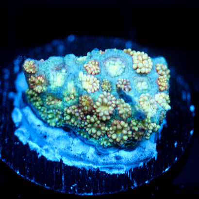 JC Marshmallow Clouds Goni (1/1)