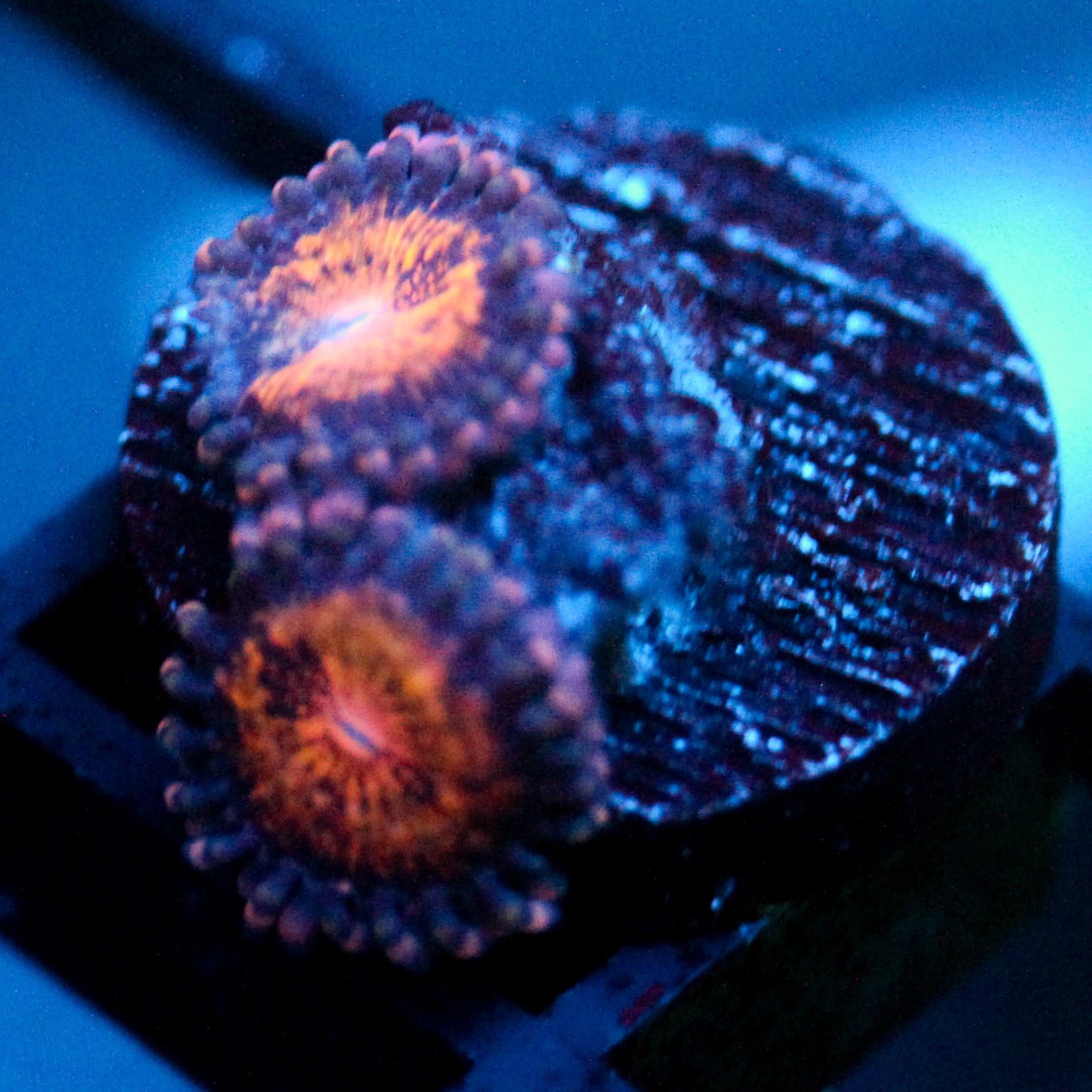 JC Speckled Kraze Zoanthid