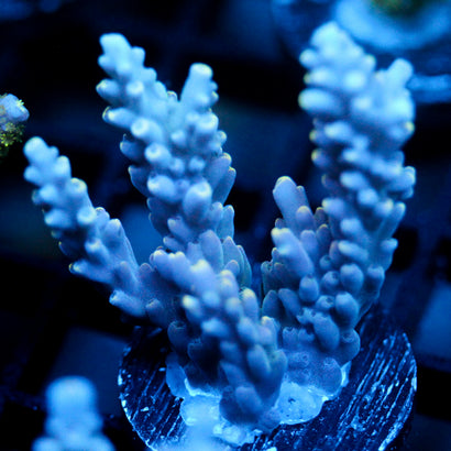 JC Bioluminescence